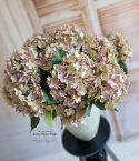 Hortensia d'automne - 12 brindilles