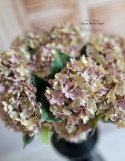 Hortensia d'automne - 12 brindilles