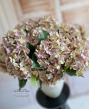 Hortensia d'automne - 12 brindilles