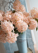 HYDRANGEA - PEACH/IVORY - twig