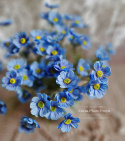 WILD FLOWER - 12 pieces - BLUE