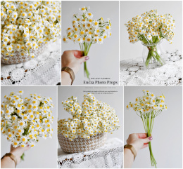 Chamomile - set of 6 bouquets