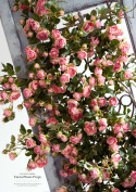 Lot de branches de rosiers - PINK - 150 cm + 120 cm