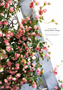 Lot de branches de rosiers - PINK - 150 cm + 120 cm