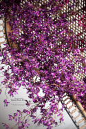 Mini orchid branch - PURPLE 180 cm