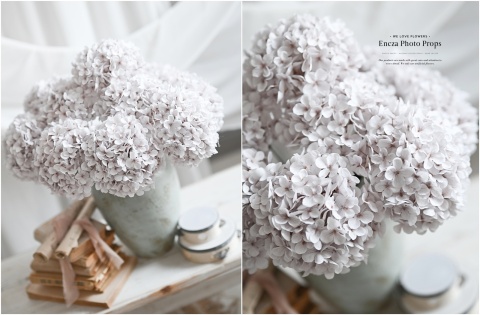 Hortensja - DIRTY WHITE - 12 sztuk