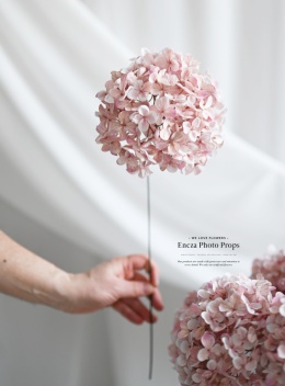 Hortensja - DIRTY PINK - 12 sztuk