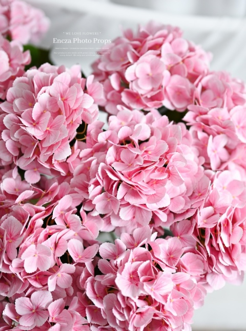 Hortensja PINK - 12 sztuk