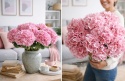 Hortensja PINK - 12 sztuk
