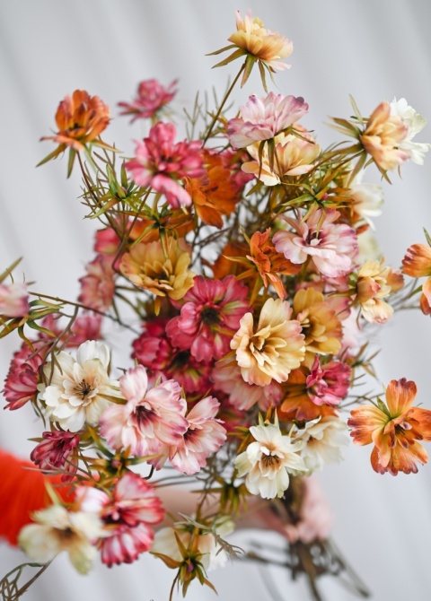 Warszawianka - 12 gałązek