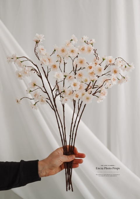 Jabłonka Apricot - 6 sztuk - 60cm