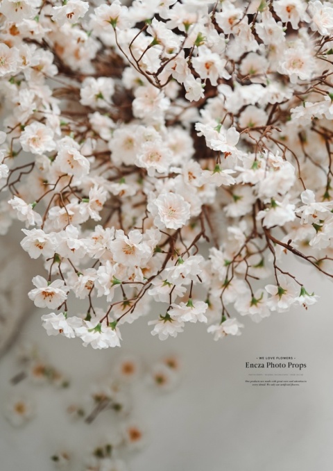 Jabłonka Apricot - 6 sztuk - 60cm