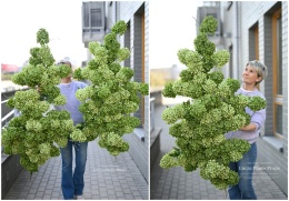 Gałąż hortensji - ZIELONA - 160 cm