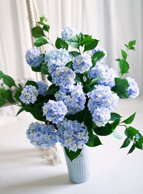 Hortensja XXL - 6 sztuk - 120 cm