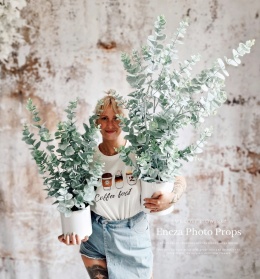 Eucalyptus in a pot - 95 cm