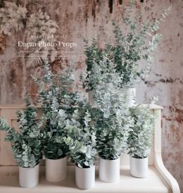 Eucalyptus in a pot - 66 cm