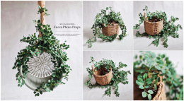 Decorative ivy