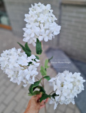 Hortensia - Blanc - Branches