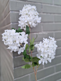 Hydrangea - white - branches